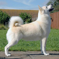 Norwegian Buhund Club