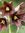 BlackLily