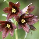 BlackLily profile picture