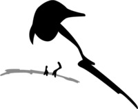 Cori Vidae profile picture