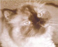 Sandra Corton profile picture