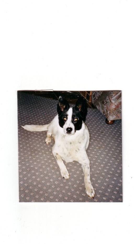 Bill Condon (Author of A Straight Line to My Heart)