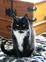 Мирела Стефанова