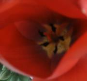 Melissa Klinginsmith