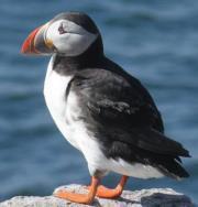 Adrianne Fitzpatrick