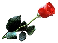 LaVie EnRose