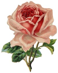 Rose C. Carole profile picture