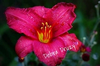 Debra Druzy profile picture