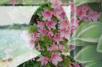 Charlotte Penn Clark