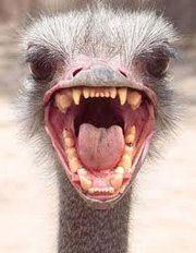 Belinda Diepenheim profile picture