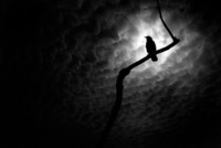 Crow Gray profile picture