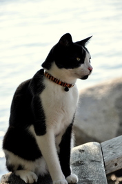 Michael J.  Gill profile picture