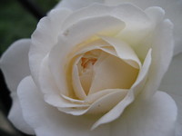 Christina Rose Andrews profile picture