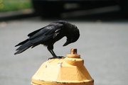 Alex Washoe profile picture