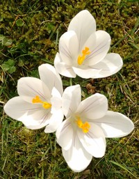 Christine Rawlins