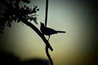 Sparrow Black