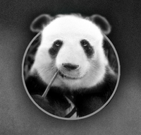 Jake G. Panda profile picture
