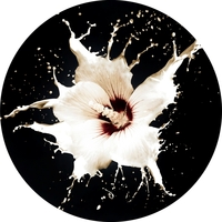 Sabre Rose profile picture