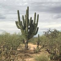 Kimba Allie Tichenor