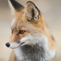 Dean Fox