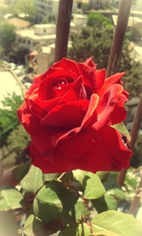 آسيـــا جعفر