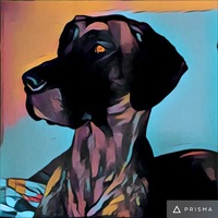 Brandi  Bell profile picture