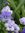Violett...