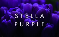 Stella Purple profile picture
