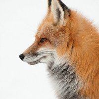 Rolando G. Candanosa profile picture