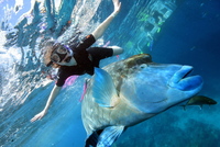 Alice McPherson Phillips