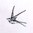 Hûw Steer