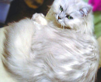 剛しいら profile picture