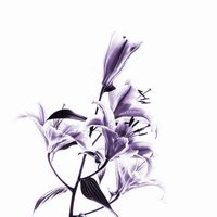 Lila Mina profile picture