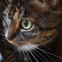 Effie Calvin profile picture