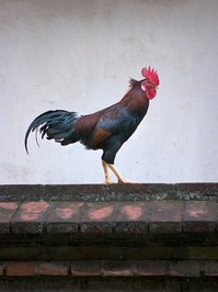 Richard   Steele profile picture