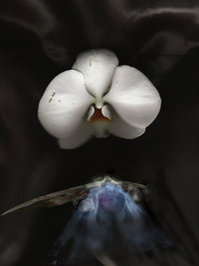 Selene dePackh profile picture