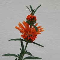 Mantissa Etherbright