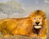 Lion I Am