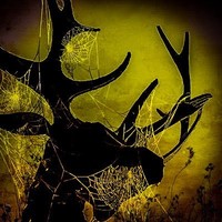 Kai Greenwood profile picture