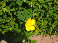 Gian Paolo Marcolongo