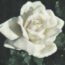 Annabel Junge