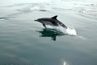 Christian McCallister