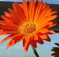 L. Zieanna