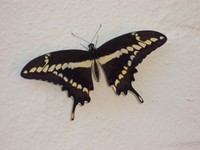 Robert Savino Oventile