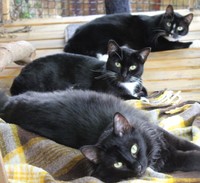 Mellissa Tracy Bushby