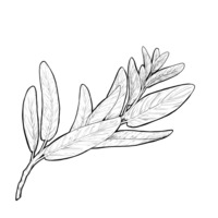 Sage Reed