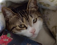 なぱた
