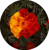 A.M. Valenza profile picture