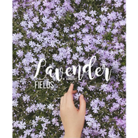 Lavender Fields