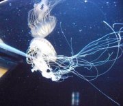 Clarence Kenny Plank II